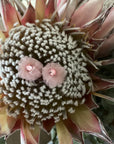 Pom Pom Pink Clutch Pins - Swati Golyan
